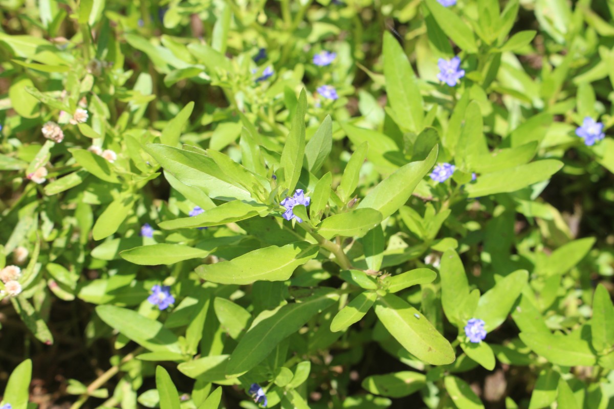 Hydrolea zeylanica (L.) Vahl